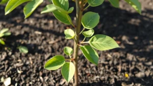 Young grafted apple sapling with green leaves and visible graft union, planted in rich dark soil with mulch, morning sunlight filtering through canopy, realistic outdoor garden setting