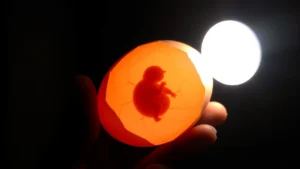 Bright LED candling light held against a brown chicken egg in a darkened room, showing visible blood vessel network and dark embryo silhouette through translucent shell